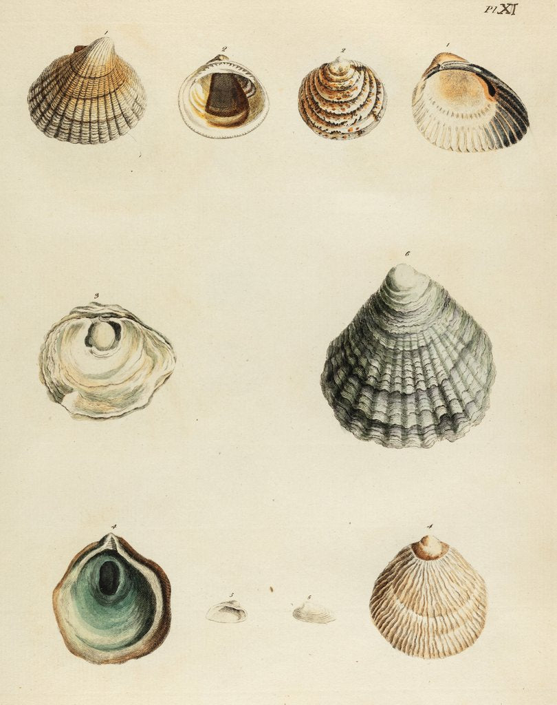 Shell Specimens Shell specimens posters & prints by Emanuel Mendes da Costa