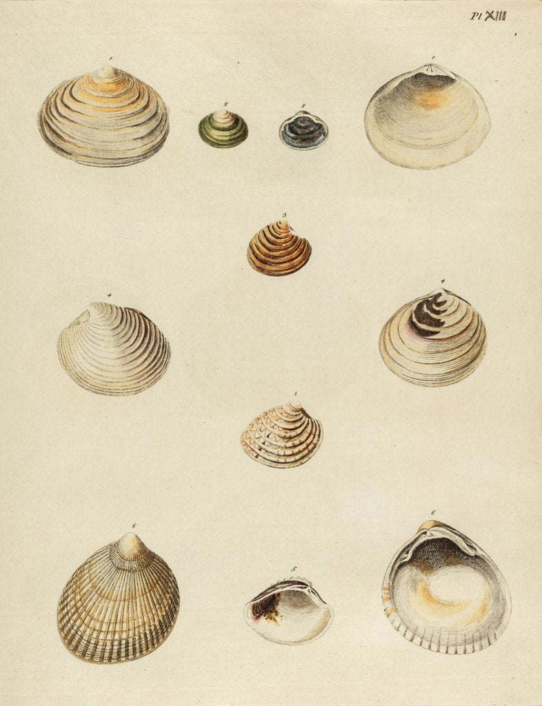 Shell specimens by Emanuel Mendes da Costa