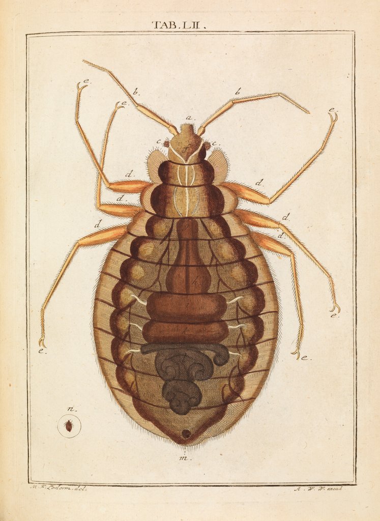 Detail of Bedbug by Adam Wolfgang Winterschmidt