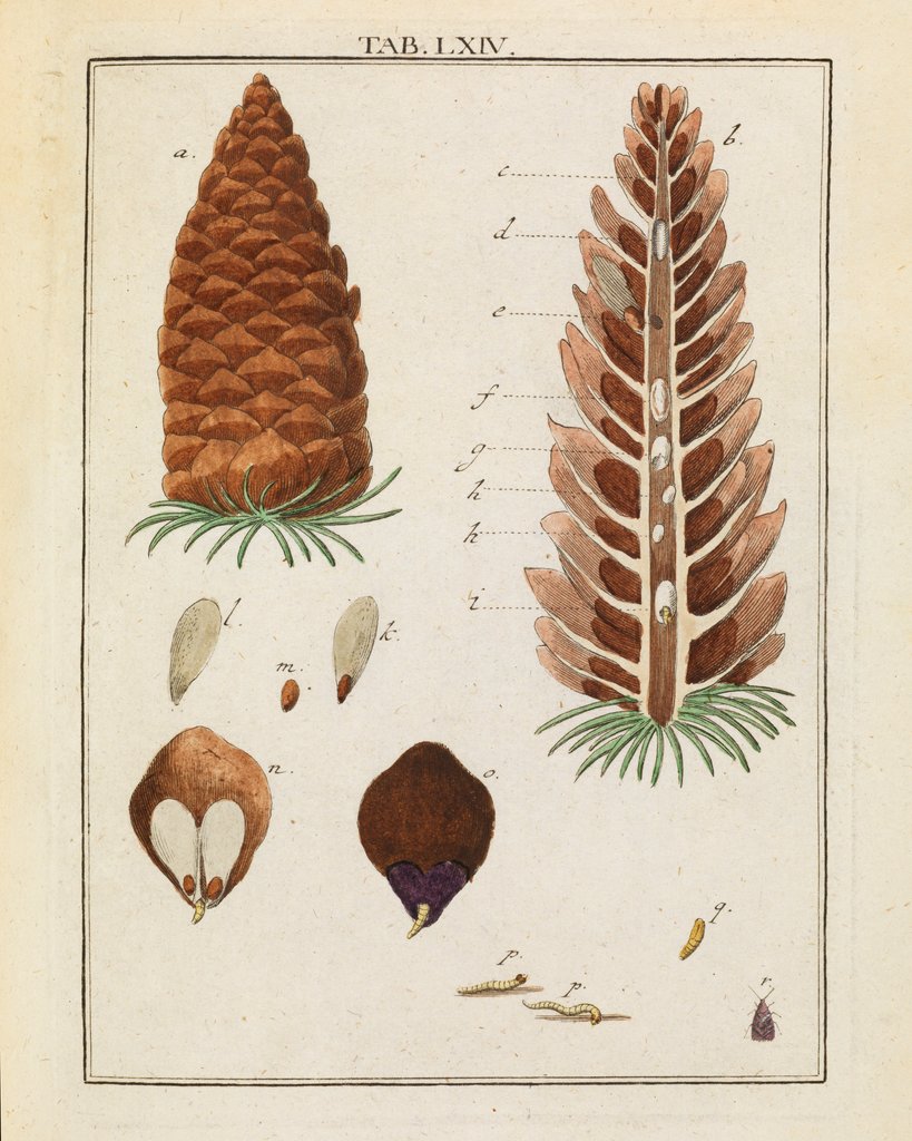 Detail of Red fir tree cone and moth by Adam Wolfgang Winterschmidt
