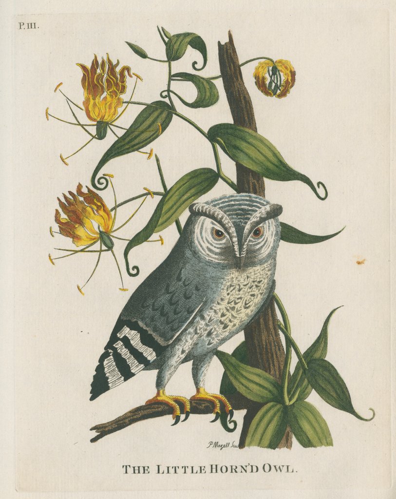 Detail of ‘The little horn’d owl’ by Peter Mazell