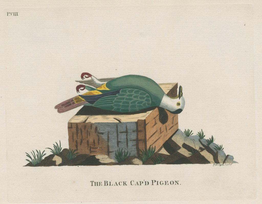 ‘The black cap’d pigeon’ by Peter Mazell
