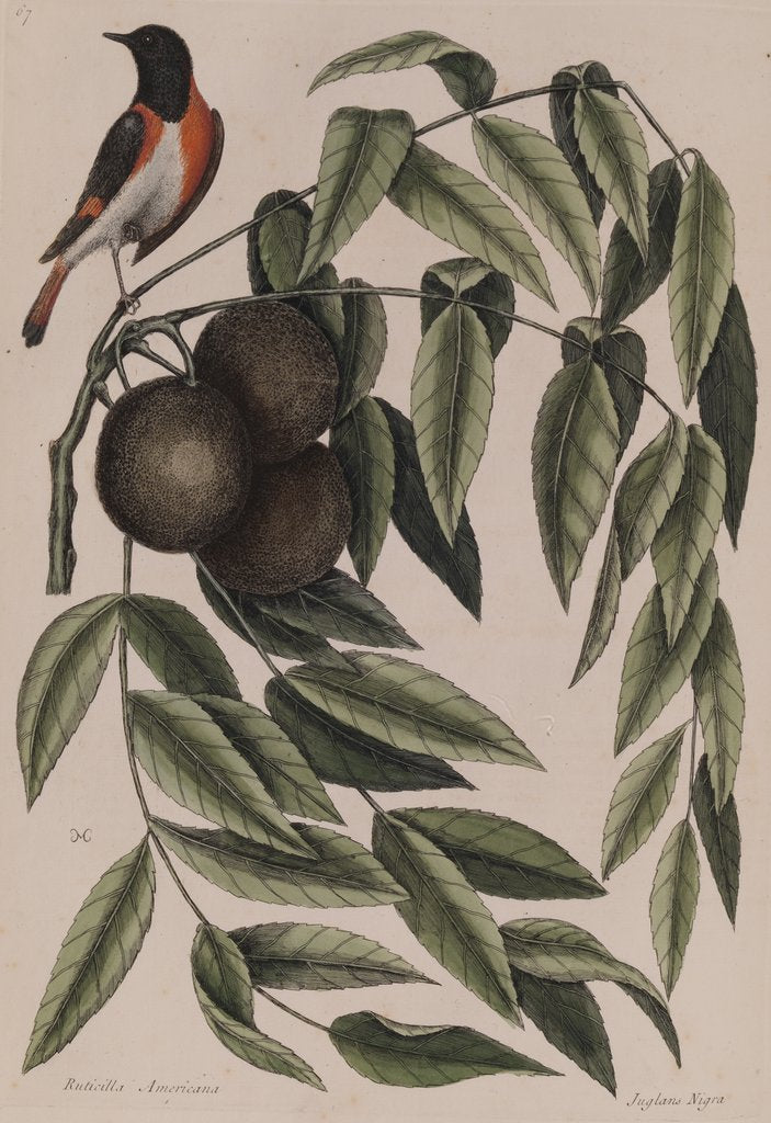 Detail of Common redstart by Mark Catesby