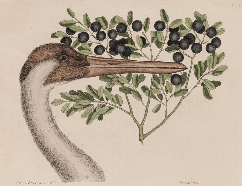 Whooping crane head by Mark Catesby