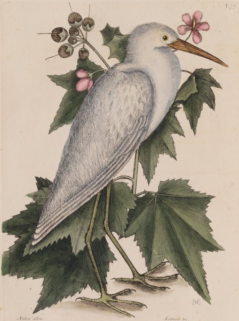 Detail of Little egret by Mark Catesby