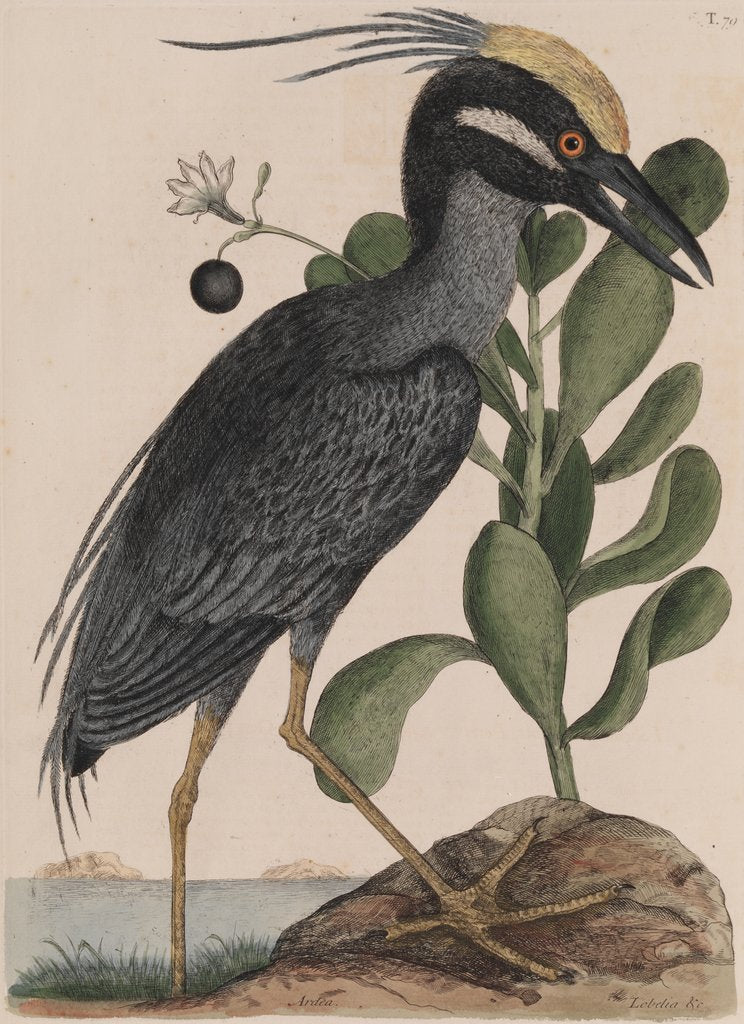 Detail of Black bittern by Mark Catesby