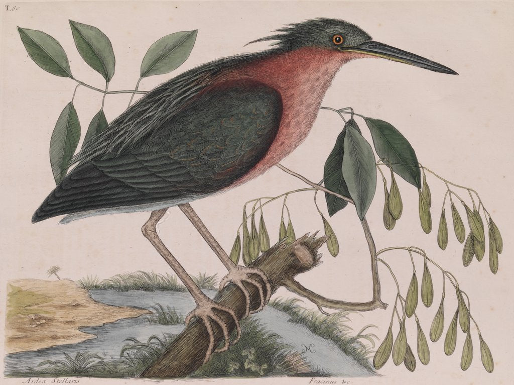 Detail of Little bittern by Mark Catesby