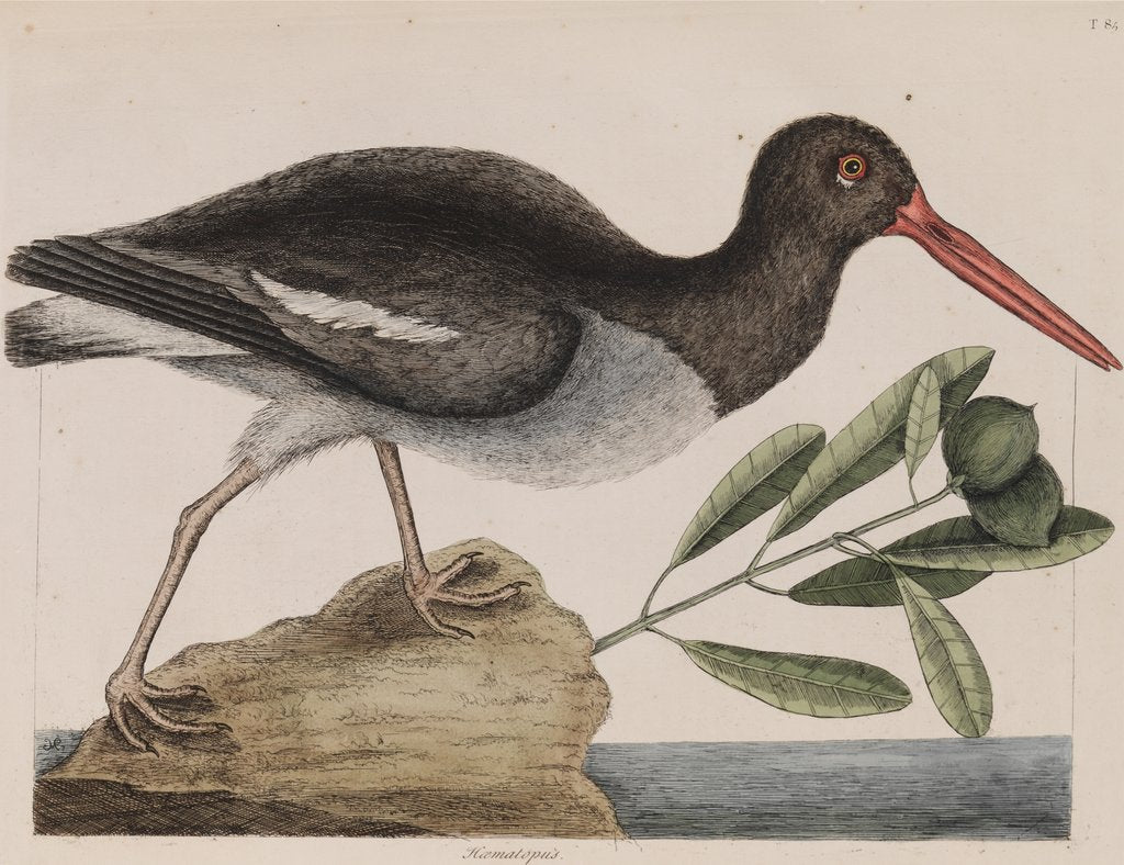 American oystercatcher by Mark Catesby
