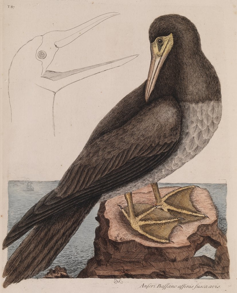 Brown booby by Mark Catesby