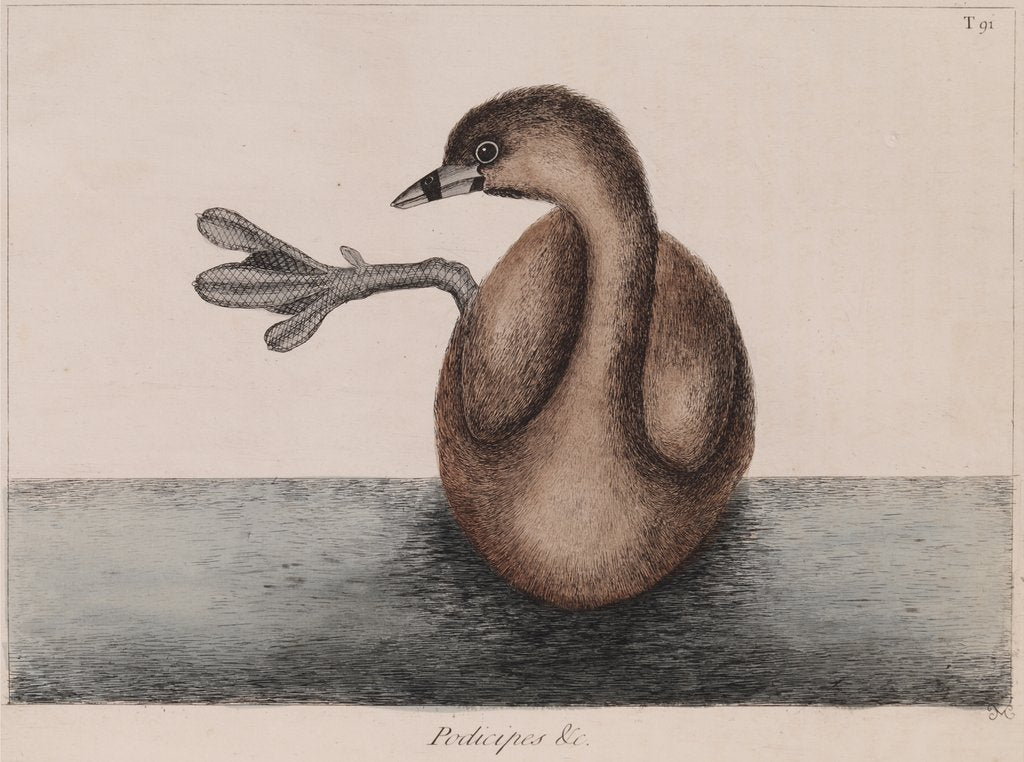 Pied-billed grebe by Mark Catesby
