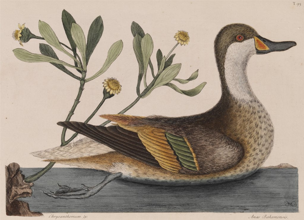 White-cheeked pintail by Mark Catesby