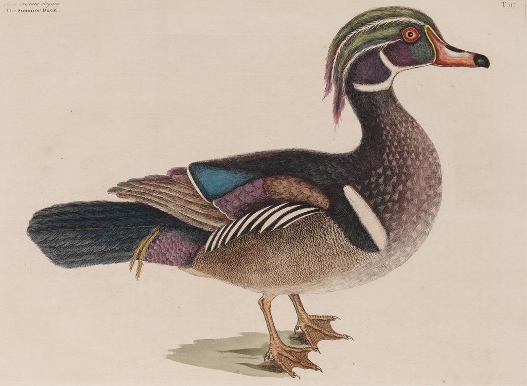 Detail of Wood duck by Mark Catesby