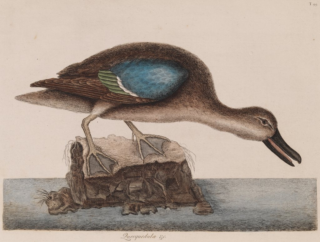 Blue-winged teal by Mark Catesby