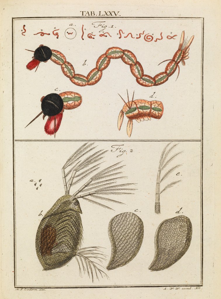 Detail of Insect larva and water flea by Adam Wolfgang Winterschmidt