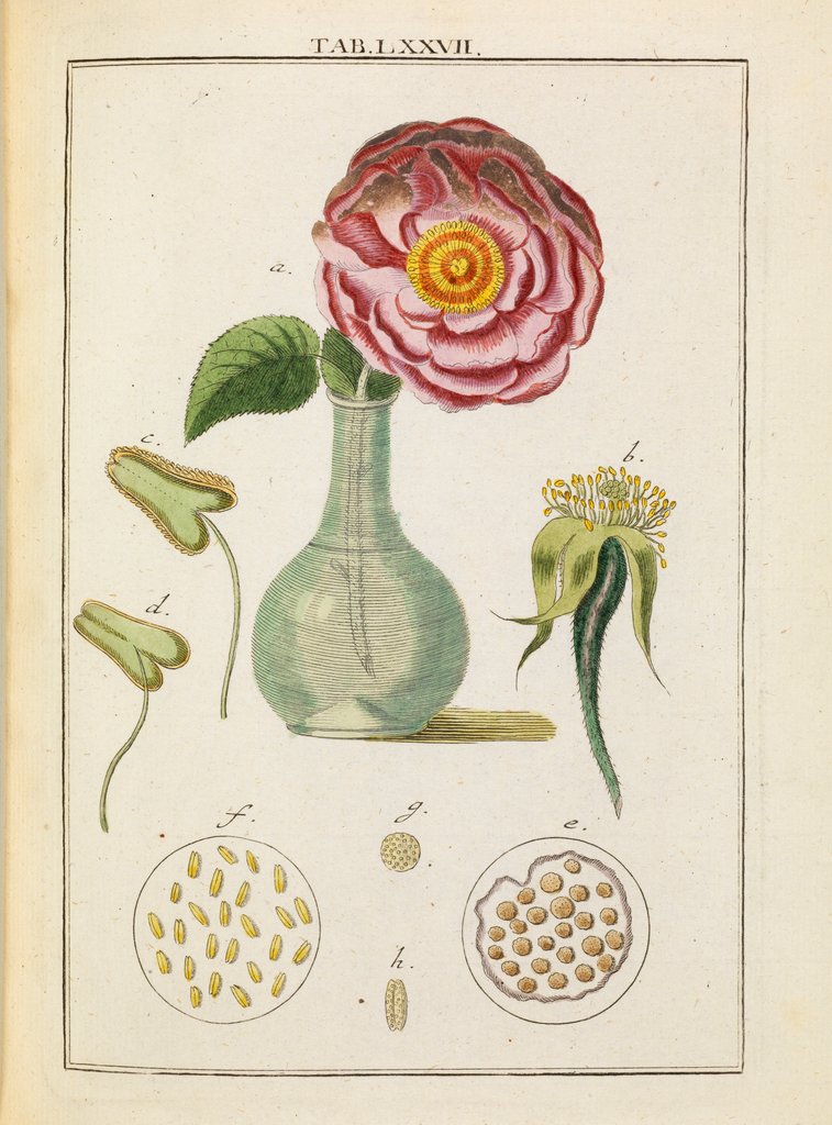 Detail of Rose and stamens by Adam Wolfgang Winterschmidt