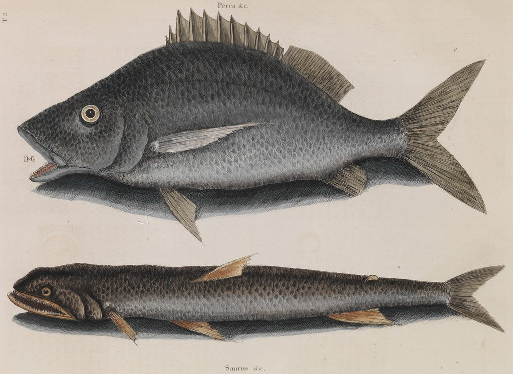 Margate and lady fish by Mark Catesby