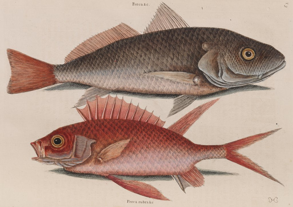 Atlantic croaker and squirrelfish by Mark Catesby