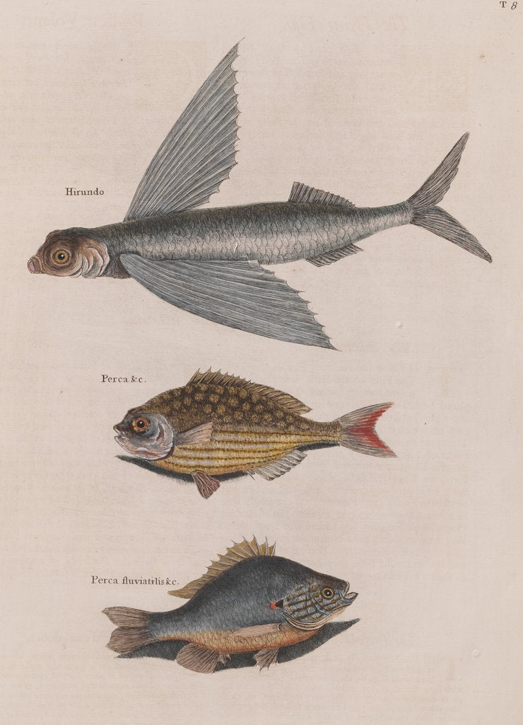 Flying fish, Bermuda chub and common by Mark Catesby