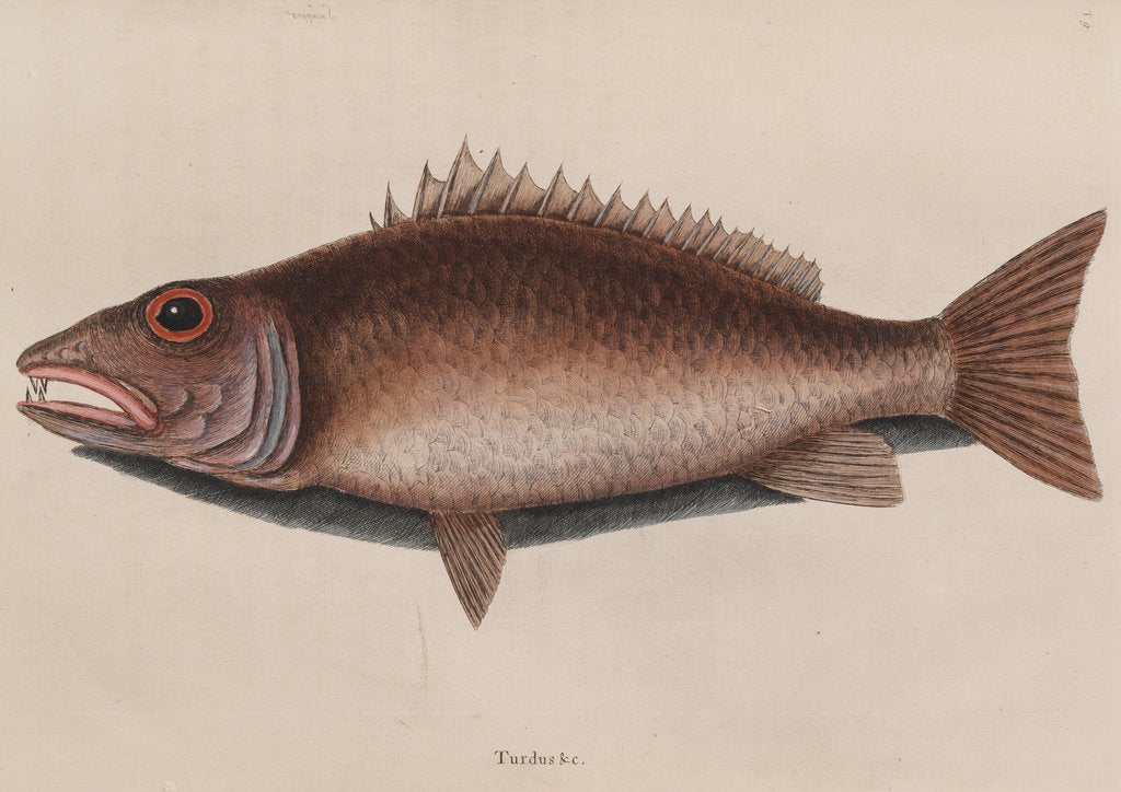Detail of Mangrove snapper by Mark Catesby