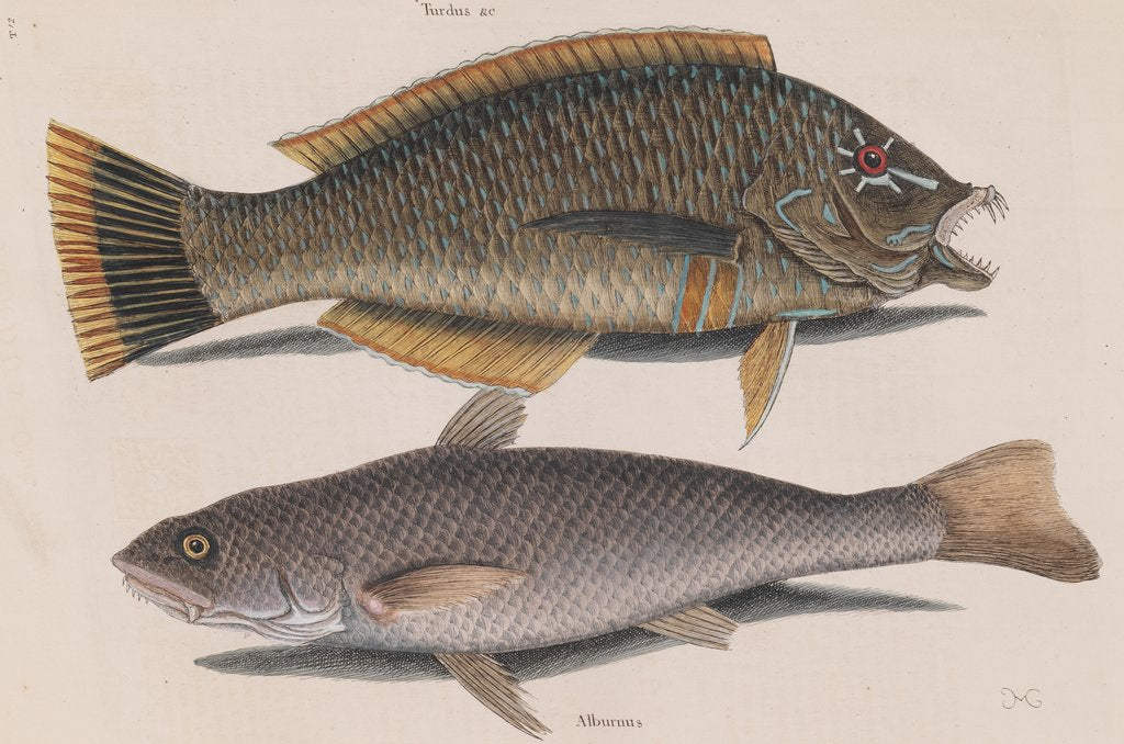 Detail of Puddingwife wrasse and Carolina whiting by Mark Catesby