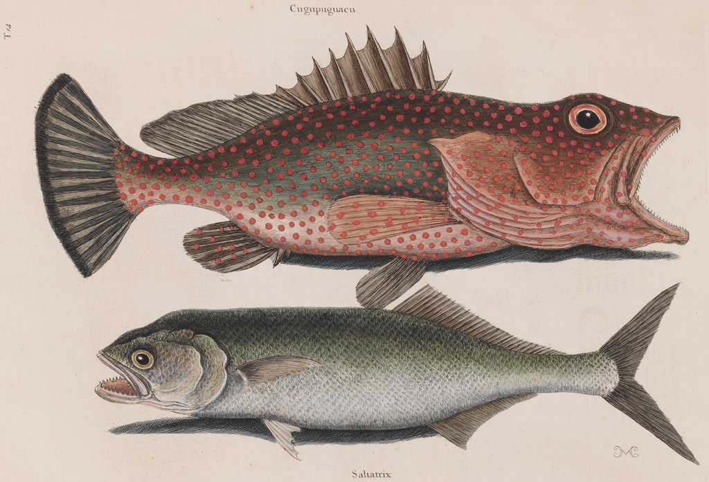 Red hind and skipjack tuna by Mark Catesby
