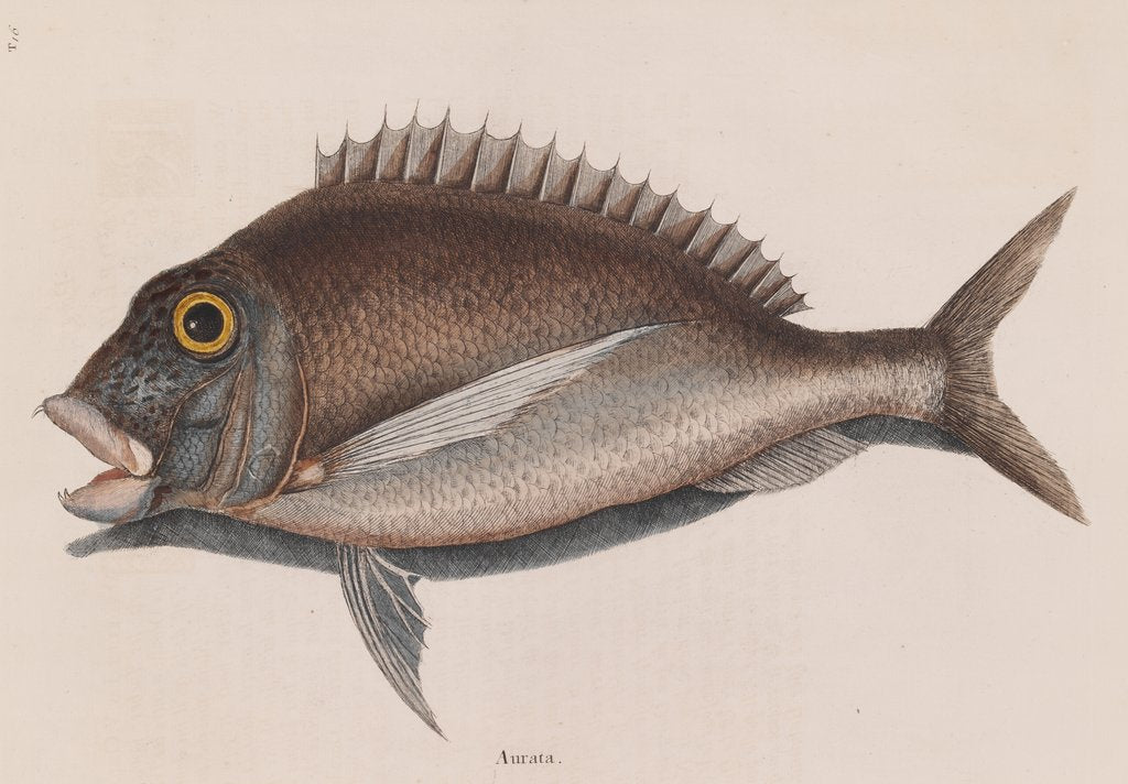 Detail of Porgy by Mark Catesby