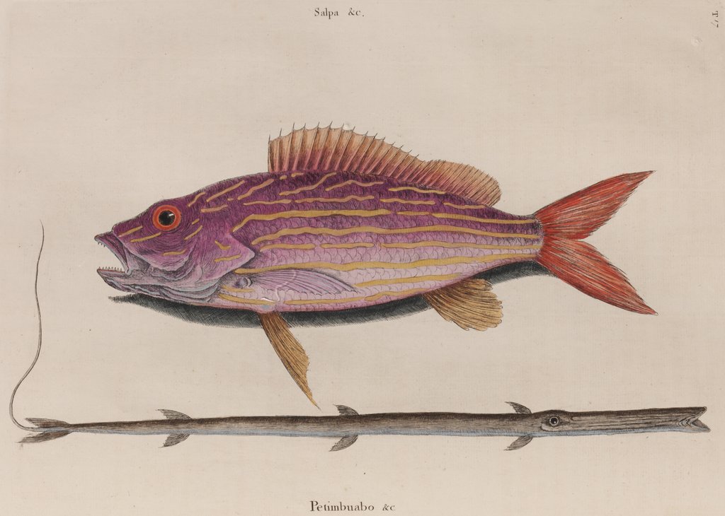 Detail of Lane snapper and cornetfish by Mark Catesby