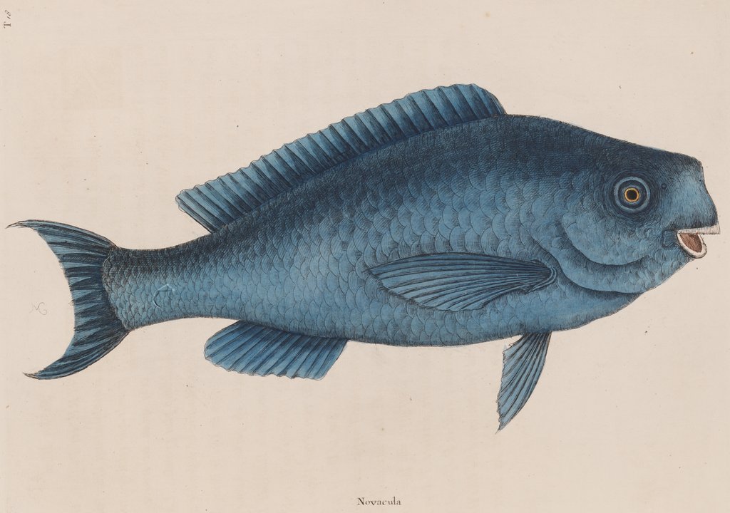 Bluefish by Mark Catesby