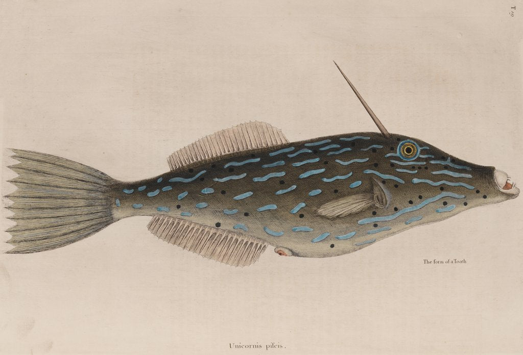 Detail of Scrawled filefish by Mark Catesby