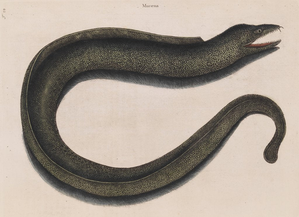 Blackcheek moray eel by Mark Catesby