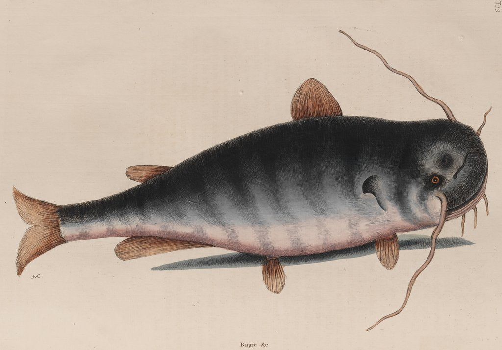 Detail of Catfish by Mark Catesby