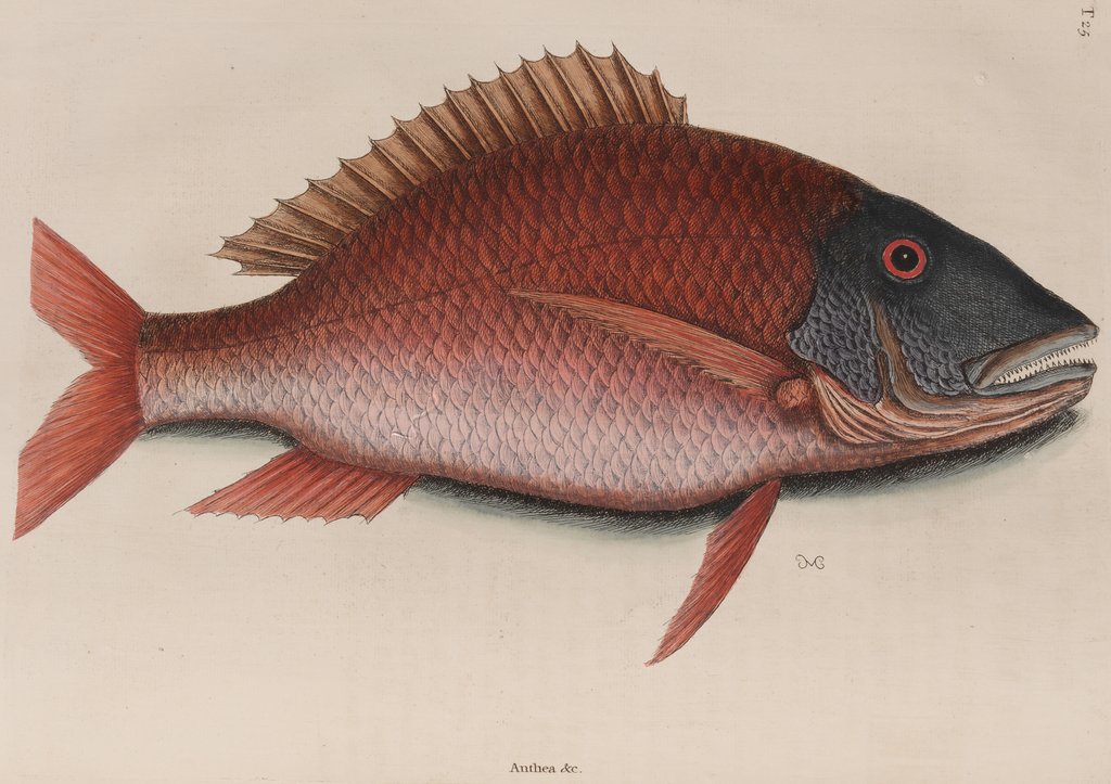 Detail of Mutton snapper by Mark Catesby