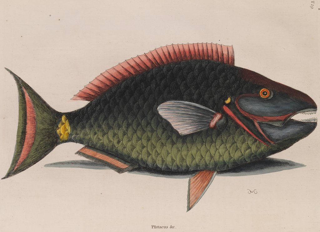 Detail of Parrotfish by Mark Catesby