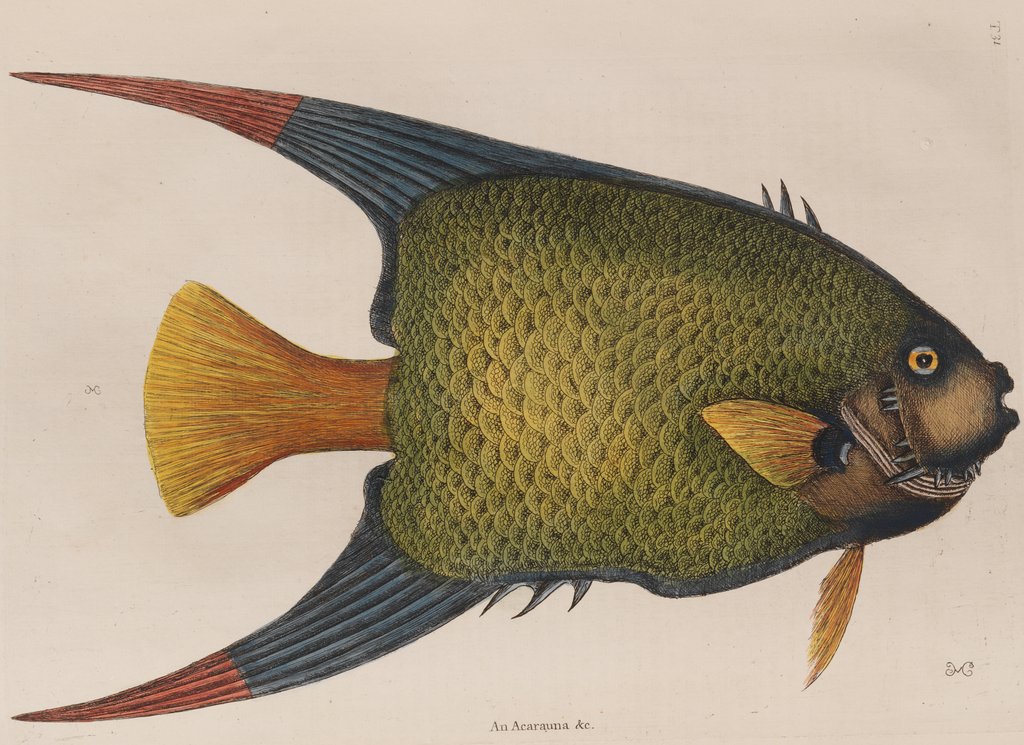 Angelfish by Mark Catesby