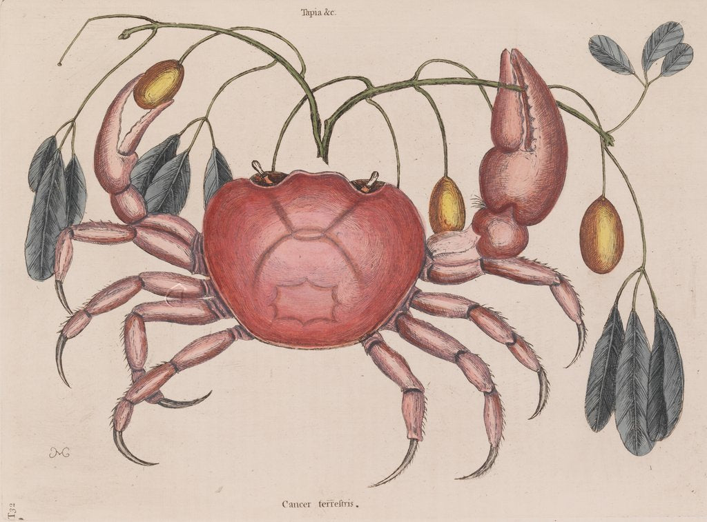 Detail of Land crab by Mark Catesby