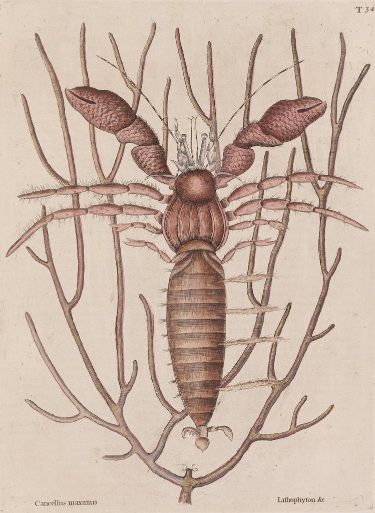 Detail of Seawater hermit crab by Mark Catesby