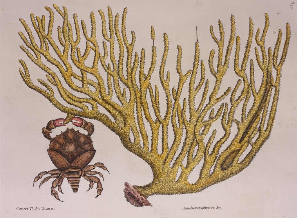 Detail of Red-clawed crab by Mark Catesby