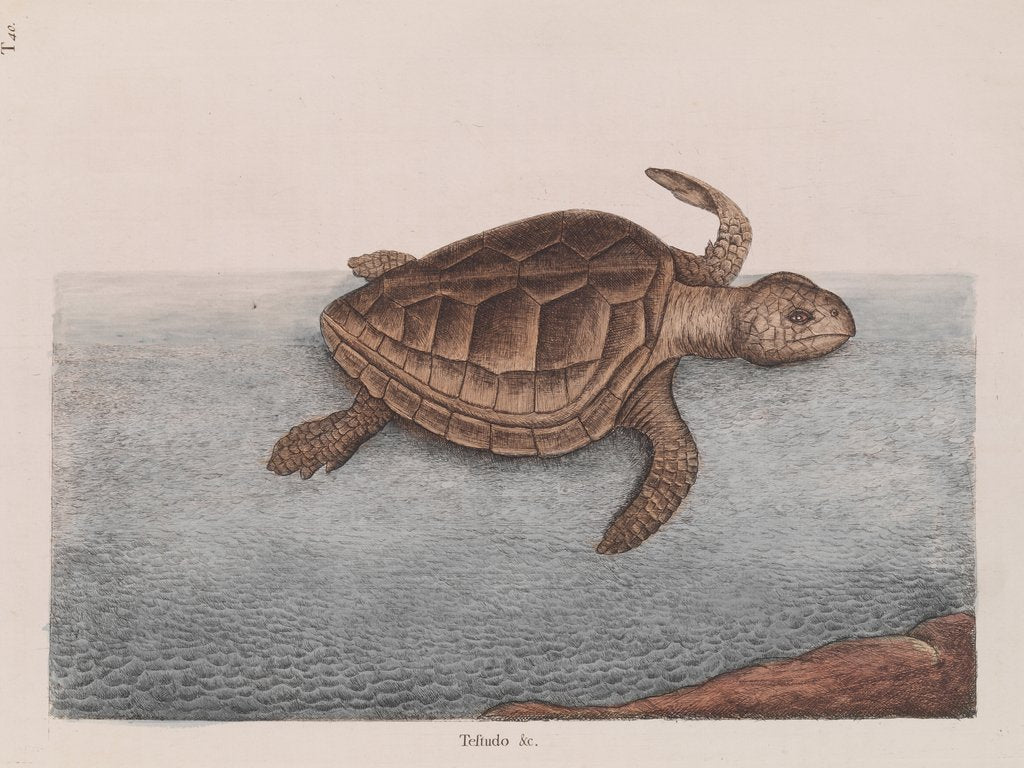 Detail of Loggerhead sea turtle by Mark Catesby