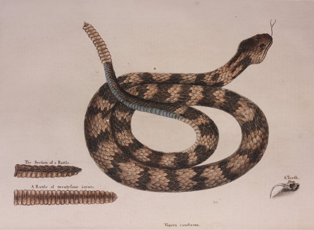 Detail of Rattlesnake by Mark Catesby