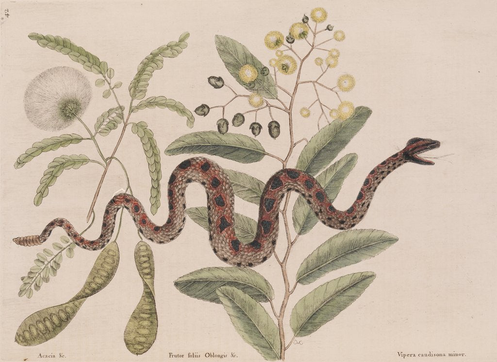 Small rattlesnake by Mark Catesby