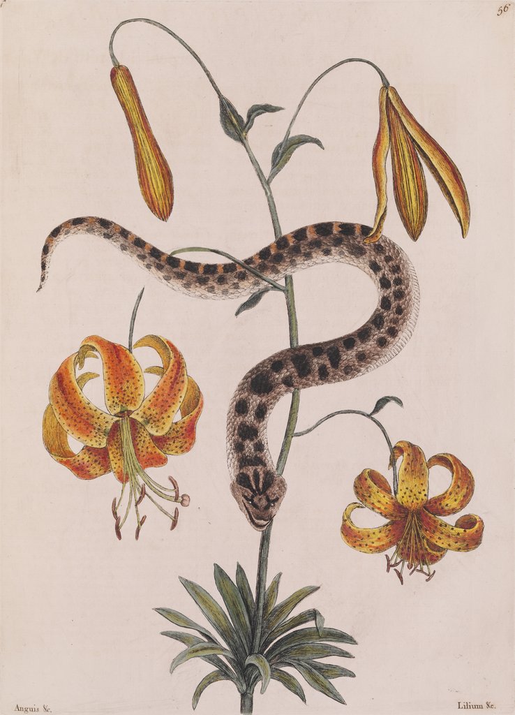 Detail of Eastern hog-nosed snake by Mark Catesby