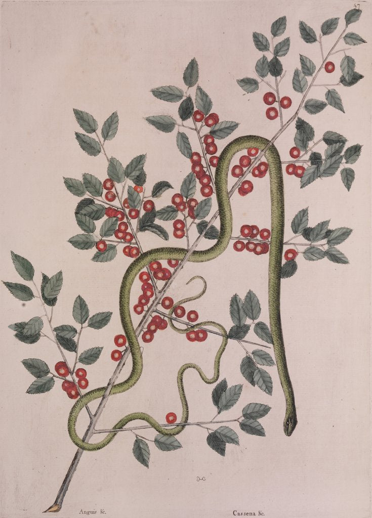 Detail of Smooth green snake by Mark Catesby