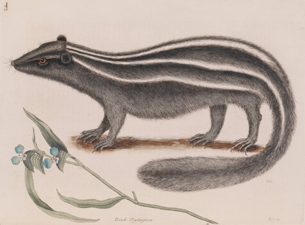Detail of Eastern spotted skunk by Mark Catesby