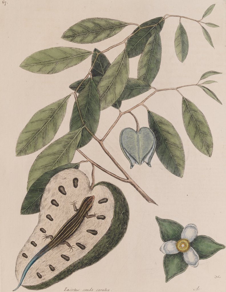Detail of Five-lined skink by Mark Catesby