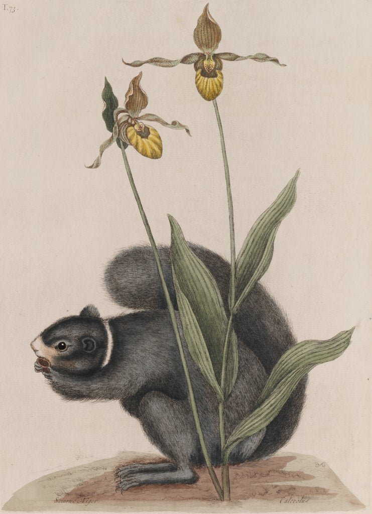 Detail of Eastern fox squirrel by Mark Catesby
