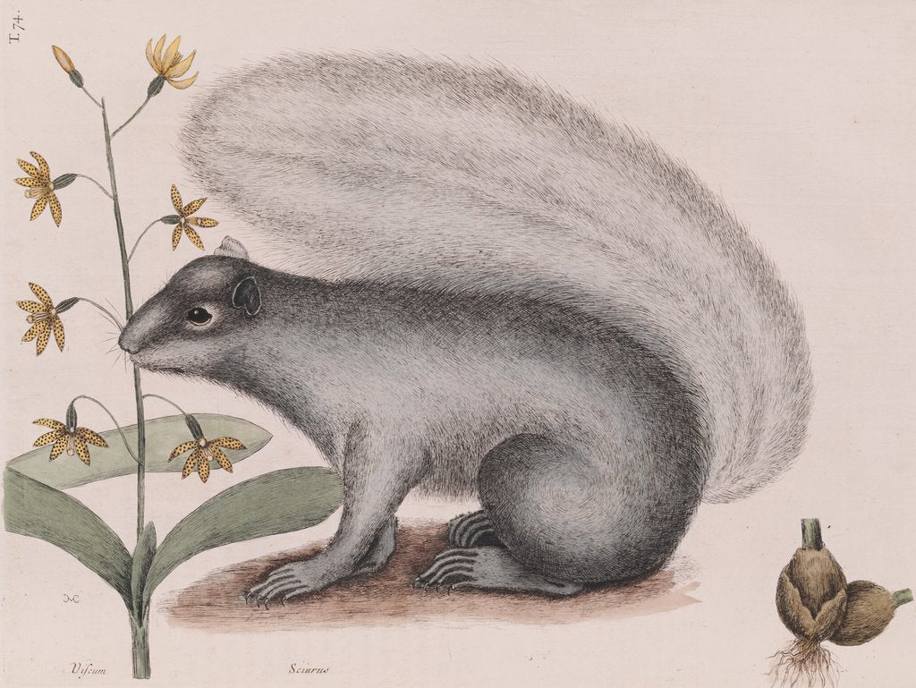 Detail of Eastern gray squirrel by Mark Catesby