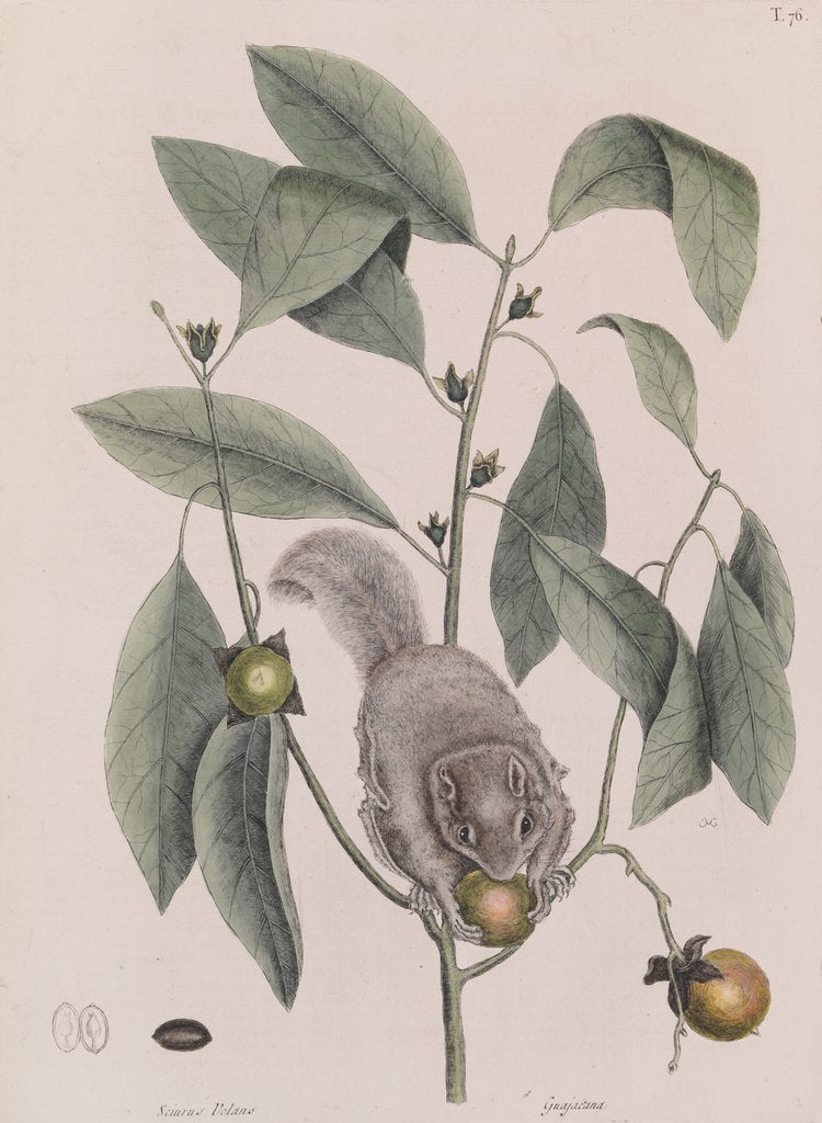 Detail of Southern flying squirrel by Mark Catesby