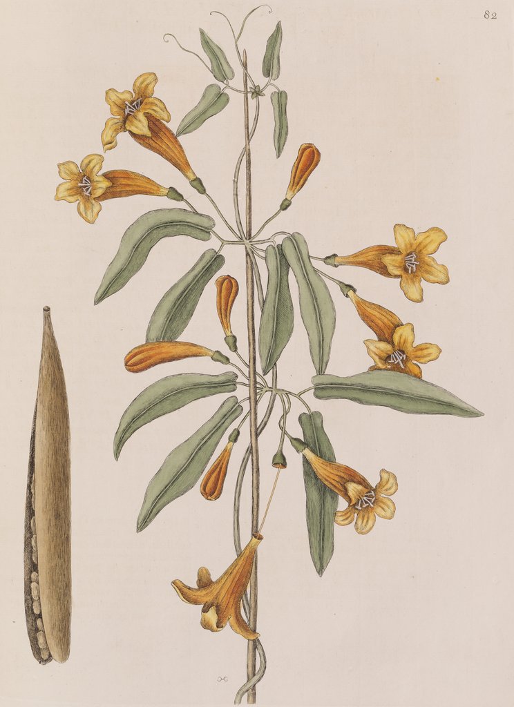 Detail of Cross vine by Mark Catesby