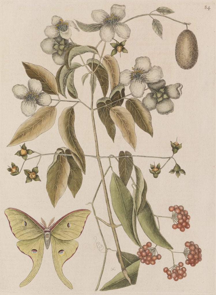 Detail of Scentless mock orange, mountain laurel and luna  moth by Mark Catesby