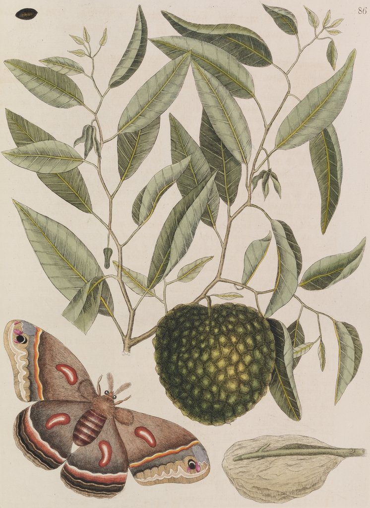 Detail of Custard apple tree and cecropia moth by Mark Catesby
